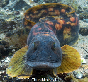 A face only a parent could love!  Ocean Pout off the coas... by Chris Miskavitch 